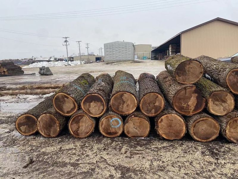 چین Dongguan Yinghui Wood Industry Co., Ltd. نمایه شرکت